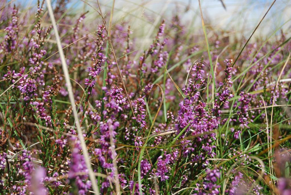 Doppelhaushaelfte In Vitte Auf Hiddensee Экстерьер фото